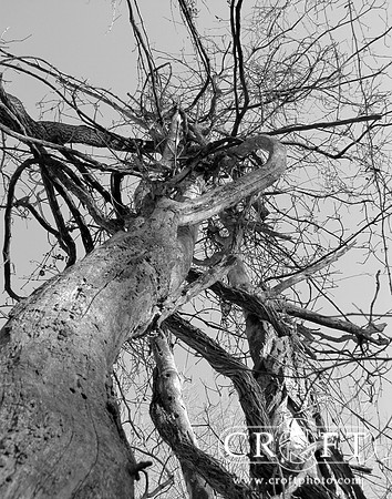 Dendrites
